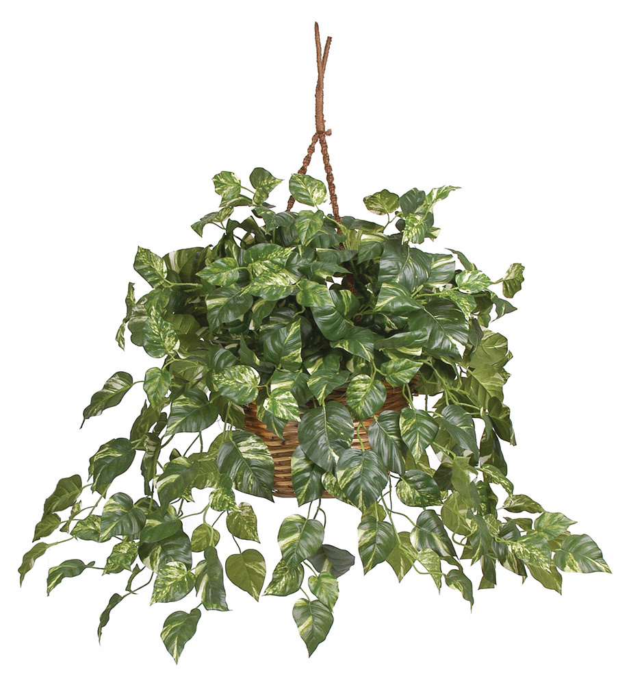 Pothos Hanging Basket Silk Plant