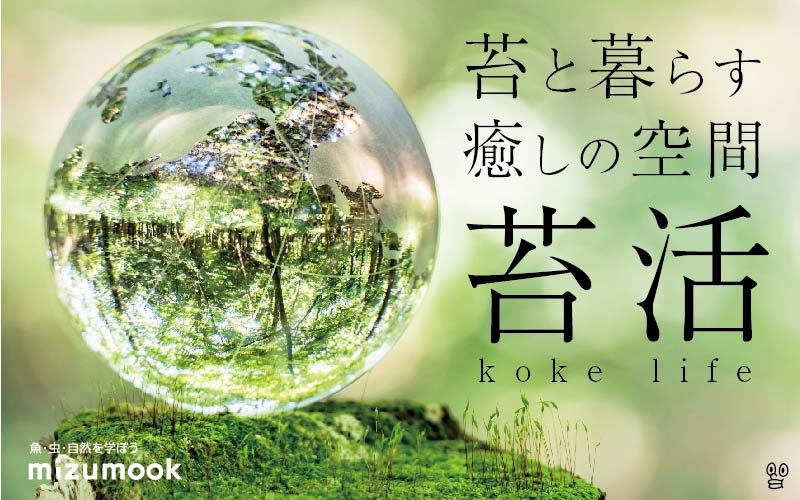 とってもお洒落な苔21種をご紹介します 苔の種類 育て方 ミズムック