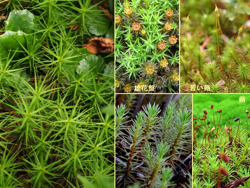 野山の草花 木々の花 植物検索図鑑 ウマスギゴケ