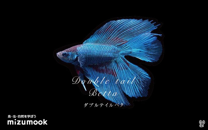 ダブルテールベタの飼育 混泳 繁殖 病気 種類 ミズムック