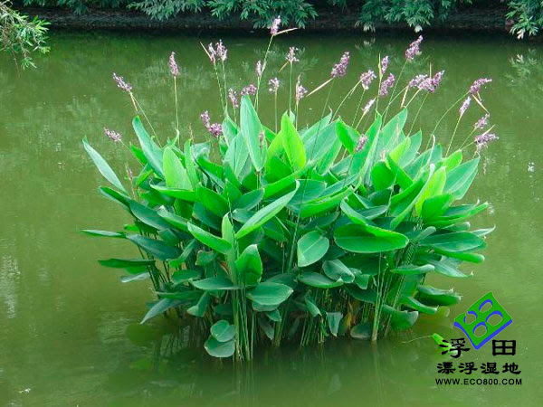 再力花 挺水植物 圣恩生态