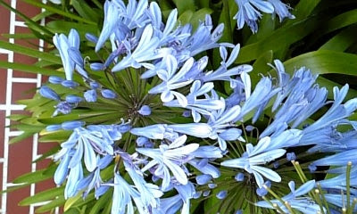 花言葉 アガパンサス 日本全国放浪の旅の写真集色々な土産物 旅 育児日記を 季節のお花にスイーツを中心にただいま掲載中 V