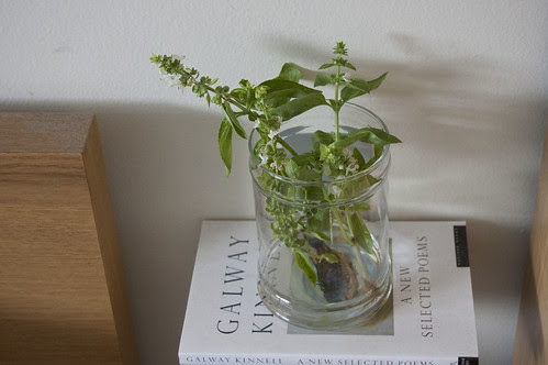 basil, glass