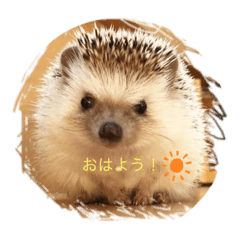 ハリネズミの さぼてん はり太郎 2 Lineスタンプ Iwan