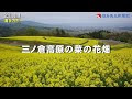 √ 菜の花 畑 画像 606776