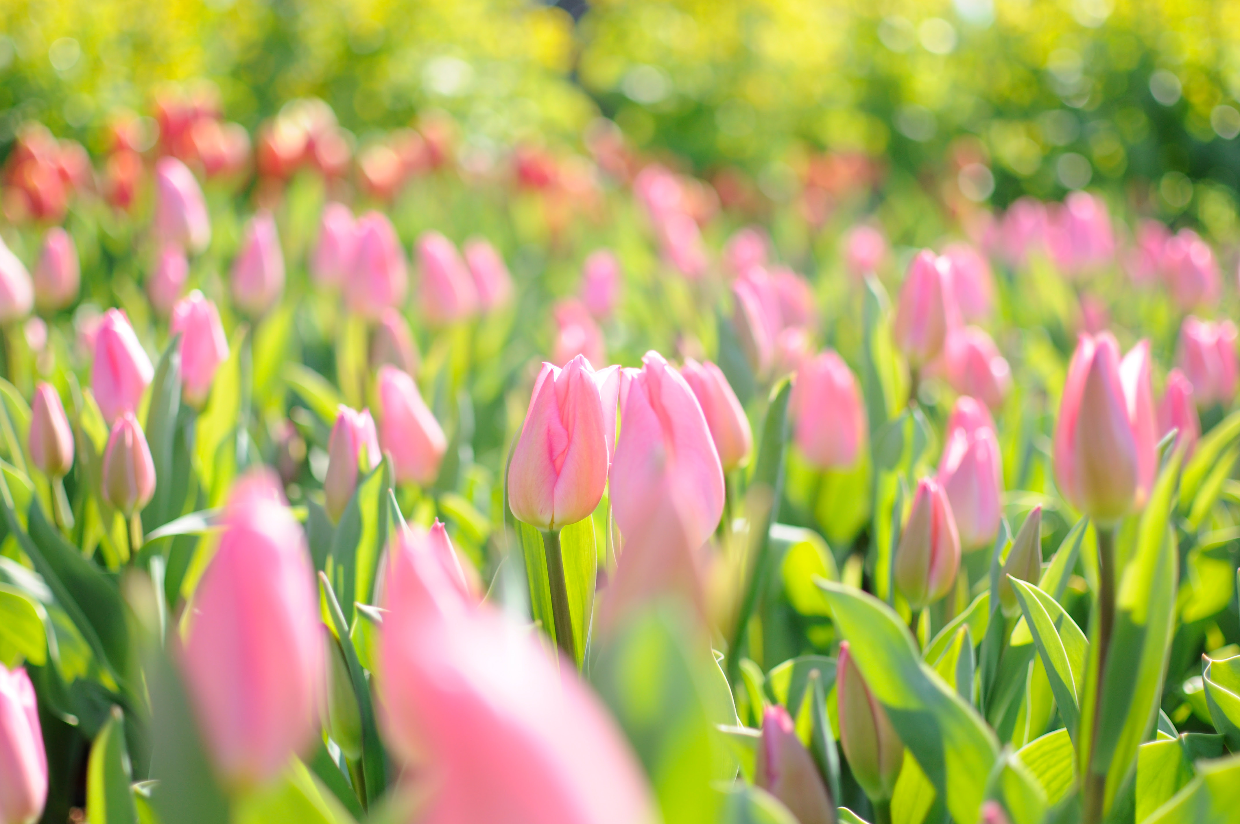 無料写真素材 花 植物 チューリップ 花畑画像素材なら 無料 フリー写真素材のフリーフォト
