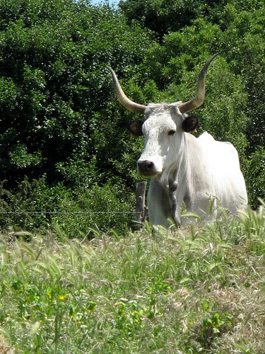 Maremmana Cattle