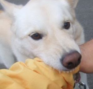 夢占いで犬に噛まれる 手 足 対人関係の悪化の警告夢 夢占いを調べる 夢調 ゆめしら