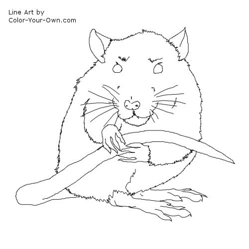 Pet Rat Coloring Page