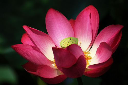 フリー画像 花 フラワー 蓮 ハス レッド 花 フリー素材 画像素材なら 無料 フリー写真素材のフリーフォト