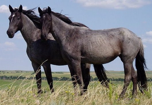 Nokota Horses Horses