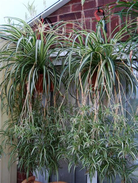 Plant leaves getting white spots? Spider Plant (Chlorophytum comosum) Guide | Our House Plants