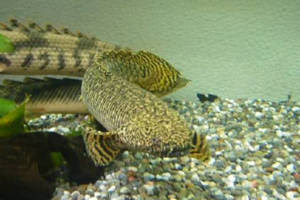 ポリプテルス 初めての飼育 スマホ