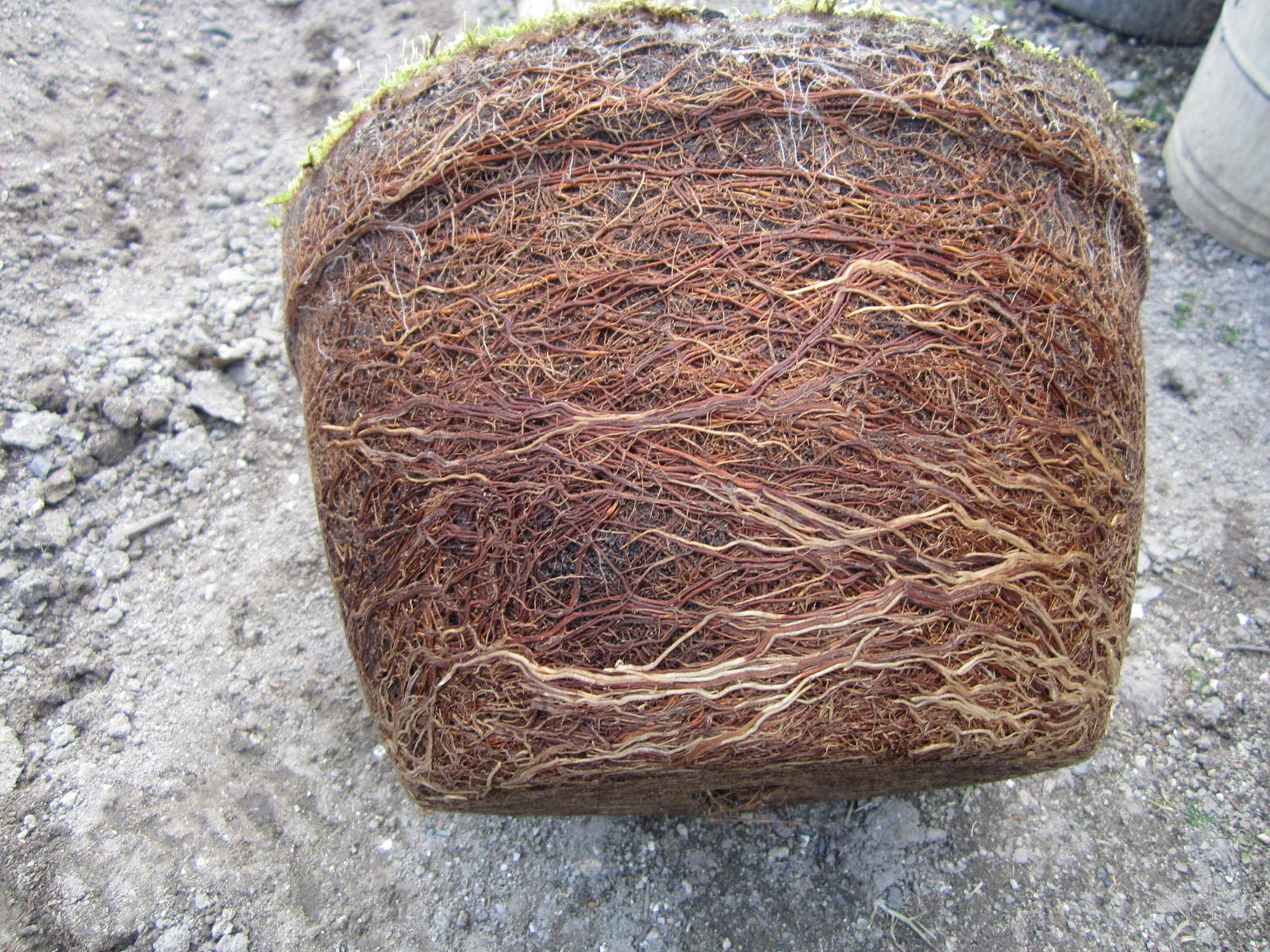 鉢植えモミジの植え替え 環境保全型農業の部屋ブログ