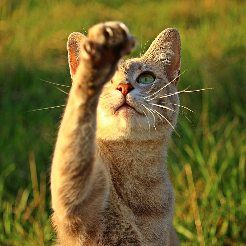 猫パンチにはどんな意味がある 威力は 猫パンチされるときの対策 猫の総合情報サイト ペットスマイルニュースforネコちゃん