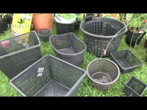 Plantation aquatique