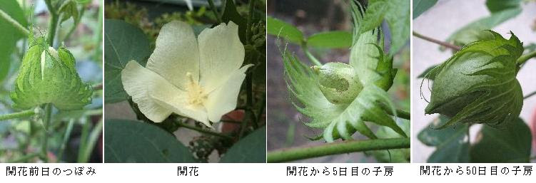 ワタの花色変化への紫外線の影響