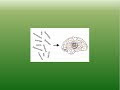 Neuroshell Forex System