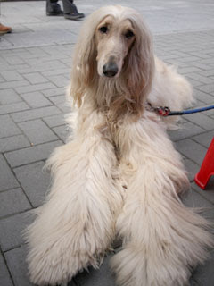 09年11月04日の記事 伊藤えん魔プロデュース ブログ