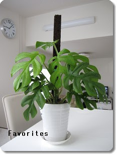 ヒメモンステラに支柱を Favorites 楽天ブログ