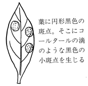 花卉病害虫 ツツジ類 サツキ の絵目次