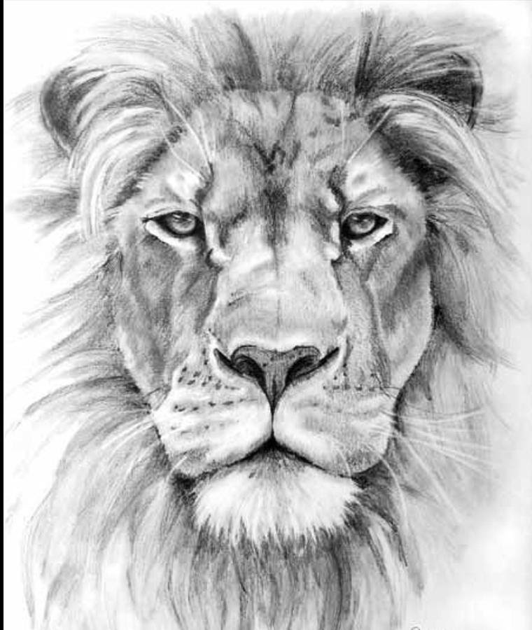 Free Lion Head Drawing Download Free Lion Head Drawing png images 
