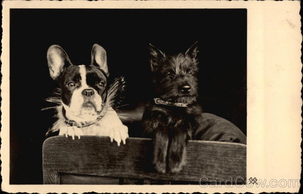 Two Dogs on Chair Postcard