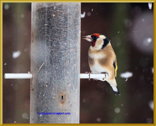 Goldfinch in the Snow