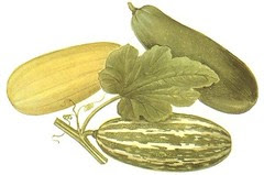 vegetable marrows