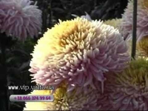 Крым Бал хризантем в Ялте на www vip yalta ua