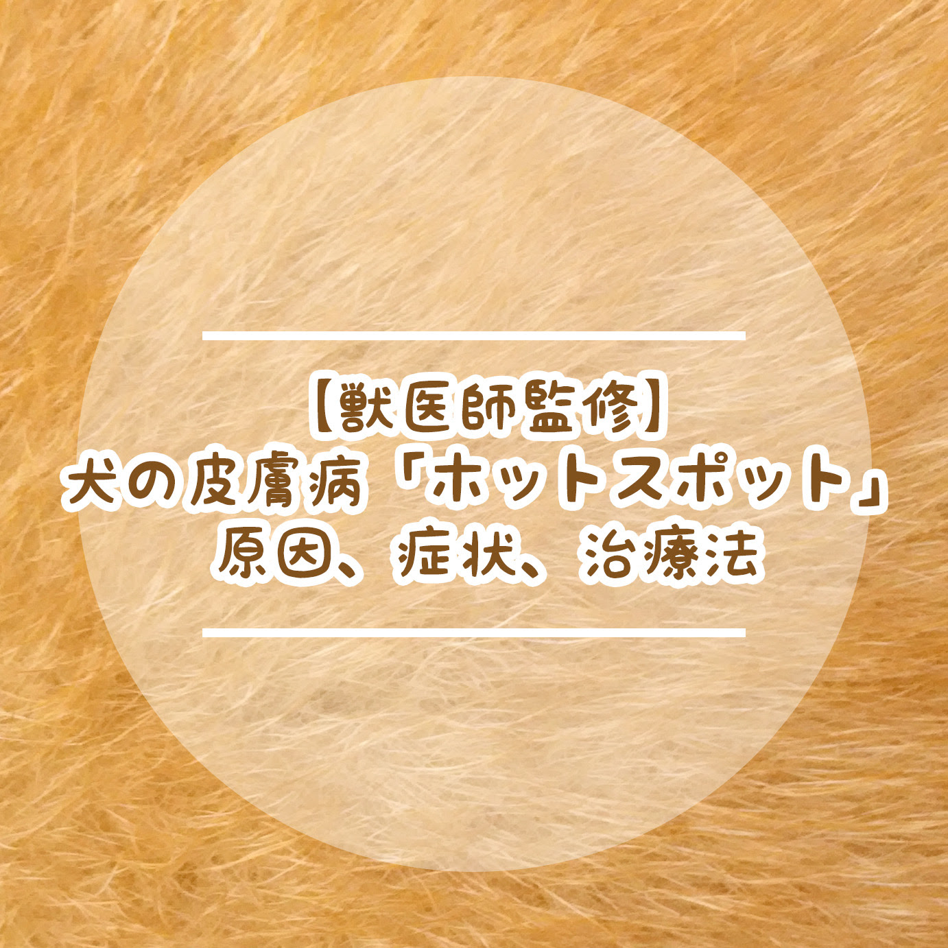 獣医師監修 犬の皮膚病 ホットスポット の原因 症状 治療法は