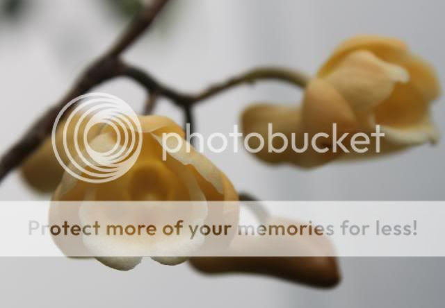 IMG_1324.jpg picture by shaifuls