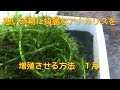 コンプリート！ 水草 カボンバ 植え方 142429-水草 カボンバ 植え方