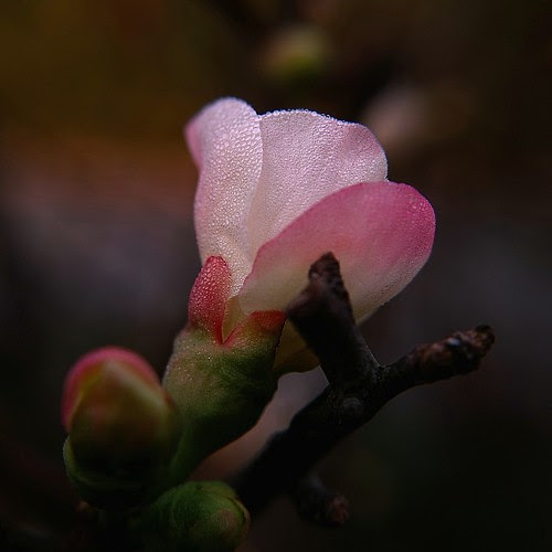 SDIM7001sc