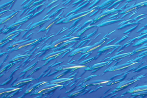 บริษัท ไทยยูเนี่ยน กรุ๊ป จำกัด (มหาชน)