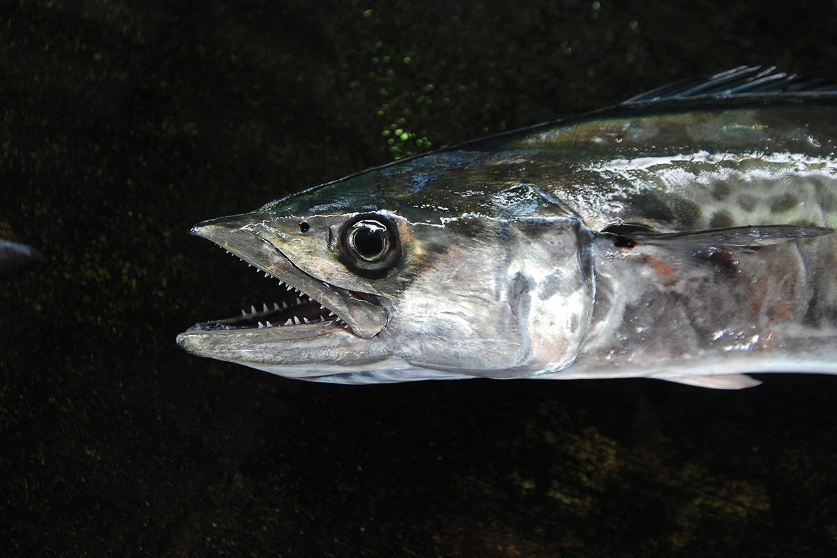 三河より大粒バイ貝入荷 浜松市の居酒屋 魚魯魚魯 ぎろぎろ Girogiro