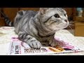 [10000ダウンロード済み√] 猫 まずる 345901-猫 マズル 大きい