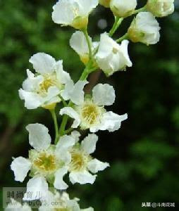生日花語丨11月14日 每日頭條