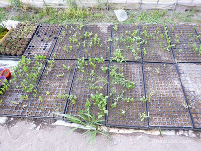 アスターの播種時期はいつ 植え付けは 連作障害はあるの 知っているとちょっと得する情報ブログ