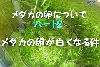 メダカの卵が白くなる メダカの卵が腐る メダカの卵にカビがはえるについて パピネンの小鳥エコ倶楽部