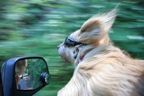 DOGGLES FOR THE WIN
