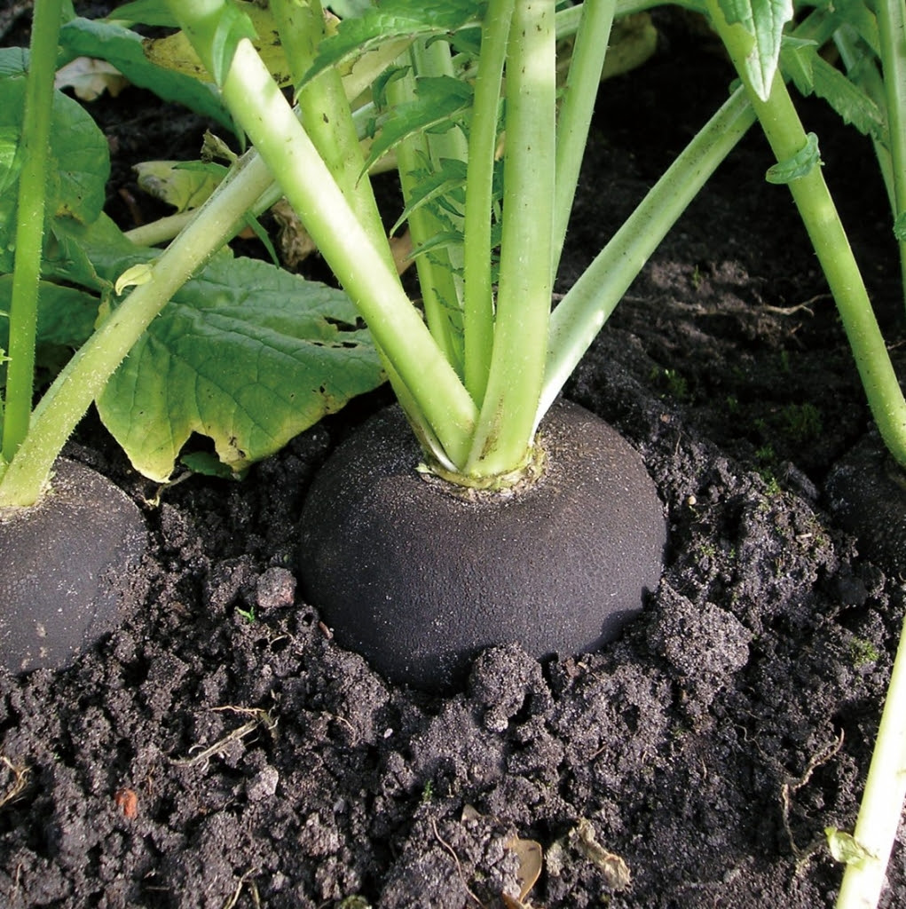 秋に植える面白い野菜 菜園も食卓も華やかになります オーガニック菜園