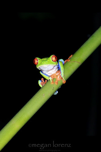 Catching The Red-Eye by Megan Lorenz