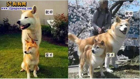 柴犬和秋田犬的区别