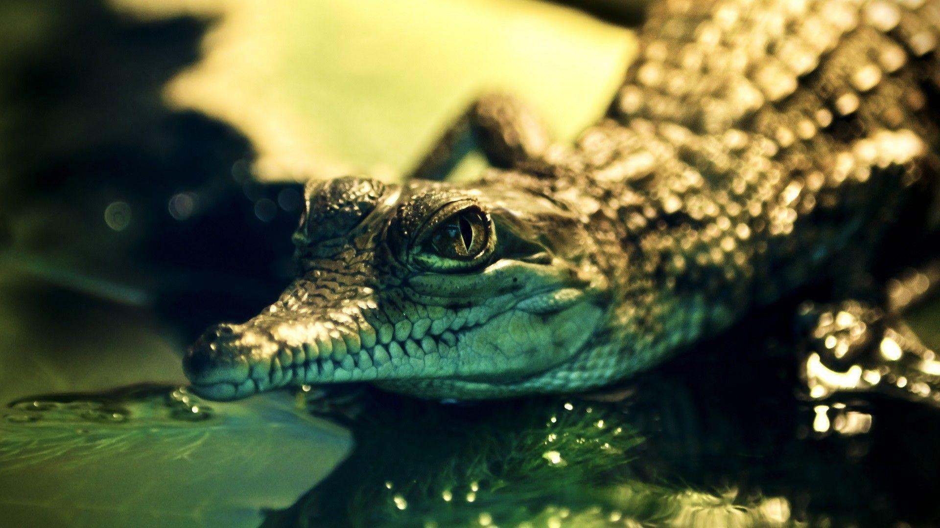 Alligator Wallpapers Wallpaper Cave HD Wallpapers Download Free Map Images Wallpaper [wallpaper684.blogspot.com]