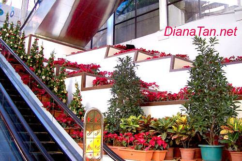 escalator decorated with pots of geniune poinsettias and christmas trees.