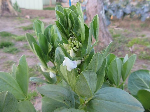 ソラマメ 野菜と果樹の栽培日記