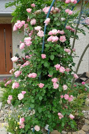 ダフネのアーチと初夏の寄せ植え グリーンフィースト 緑のご馳走