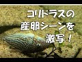 無料ダウンロード コリドラス 産卵 頻度 203680-コリドラス 産卵 頻度