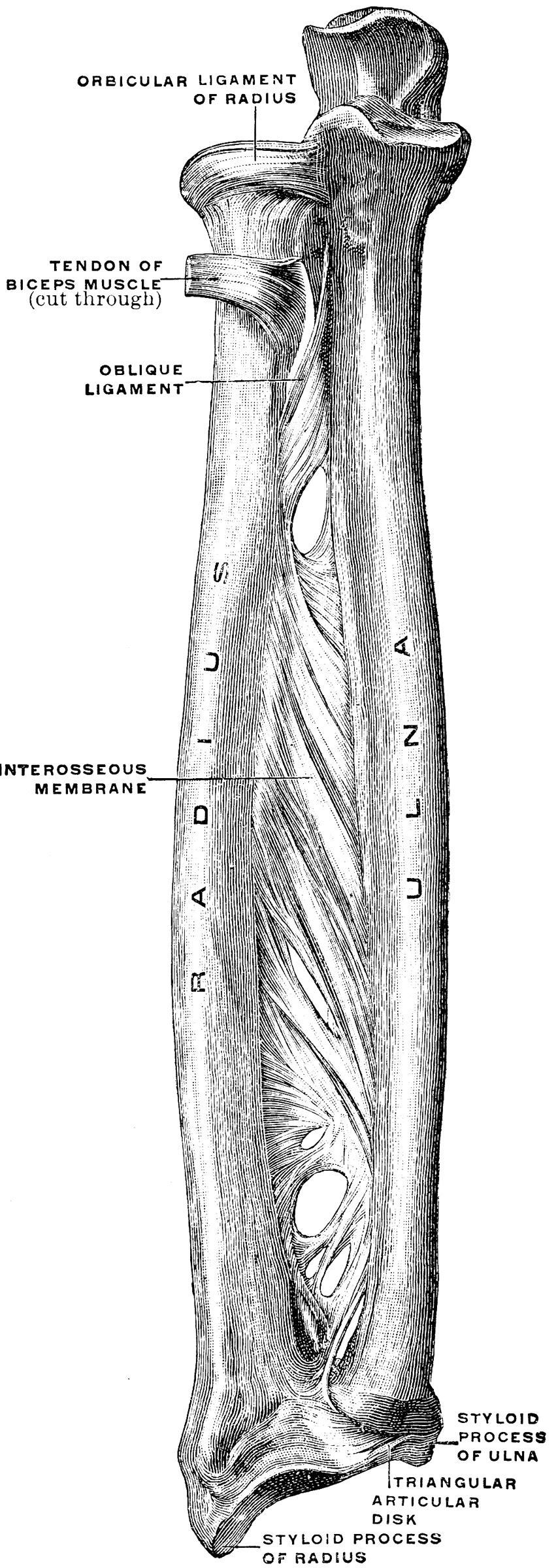Bones and Ligaments of Forearm | ClipArt ETC